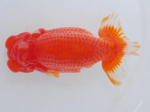 西部本部 脇行司二　中宇禰正義　愛媛