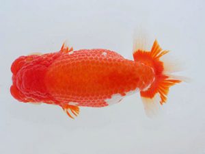 錦蘭会　西大関　和田浩二　福岡