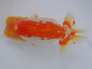 錦蘭会　立行司　東　秀明　福岡