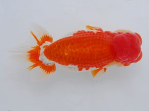 西部本部 東関脇　辻 敏秋 和歌山