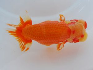 西部本部 西関脇　牧　敬剛　和歌山