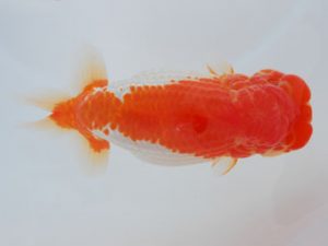 西部本部 東小結　迫越　透　広島