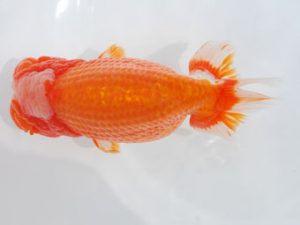 西部本部 西小結　鈴木義信　岡山