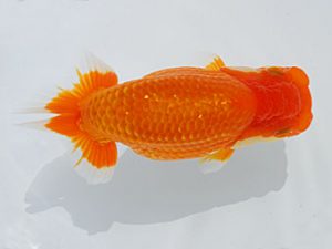 西部本部　東取締　田中茂規　岡山