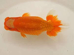 泉州らんちゅう会　西大関　阪口英雄　高槻市