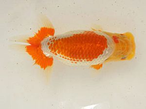 泉州らんちゅう会　東取締　木下義之　倉吉市