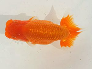 泉州らんちゅう会　東大関　猪尾正紀　宍粟市