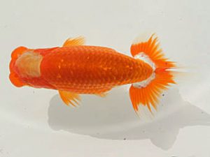 泉州らんちゅう会　西大関　木下義之　倉吉市