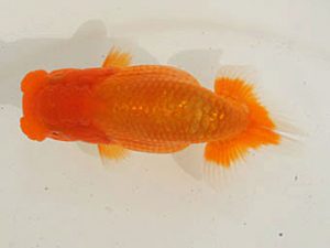 泉州らんちゅう会　立行司　牧　敬剛　新宮市