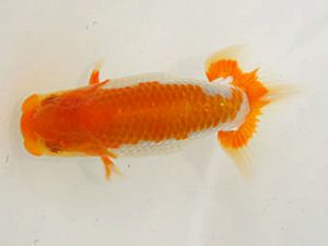 泉州らんちゅう会　東取締　矢野隆久　茨木市