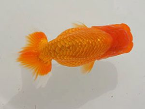 泉州らんちゅう会　西取締　豆崎　司　赤穂市