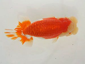 泉州らんちゅう会　東大関　東　隆廣　岡山