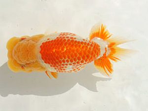 泉州らんちゅう会　西大関　間　正道　岸和田