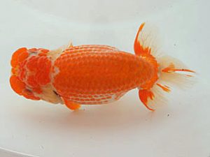 泉州らんちゅう会　立行司　森本　哲　高石市