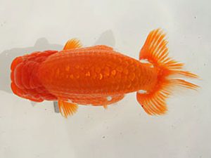 泉州らんちゅう会　東取締　猪尾正紀　宍粟市