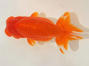 泉州らんちゅう会　西取締　松谷孝次　たつの市