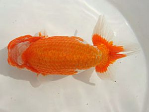 泉州らんちゅう会　東大関　猪尾正紀　宍粟市