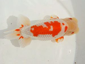 金魚文化連合会　東取締　中野　勇　相生市