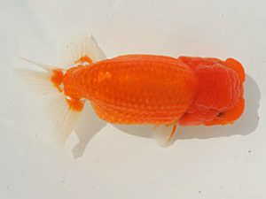 泉州らんちゅう会　西取締　草柳英樹　岸和田