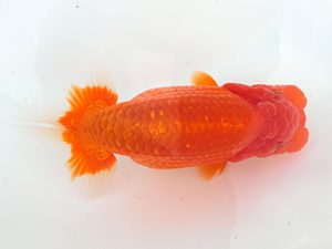 志摩紅鱗会　東大関　小濱照明　松阪市