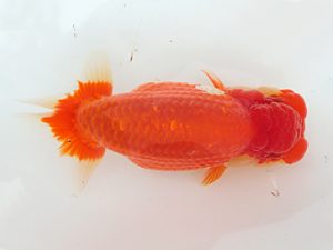 志摩紅鱗会　西大関　宮脇　洋　松阪市