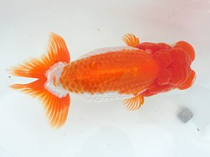 志摩紅鱗会　東大関　林　玲菜　志摩市