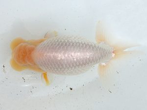 志摩紅鱗会　立行司　小河　孝　志摩市