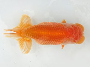 志摩紅鱗会　東大関　大田恒男　志摩市