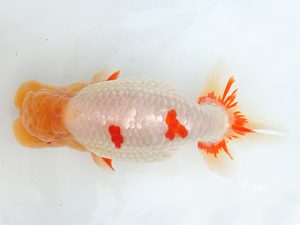 志摩紅鱗会　西大関　小濱照明　松阪市