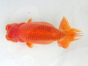 志摩紅鱗会　立行司　宮脇　洋　松阪市