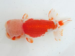 志摩紅鱗会　取締二　松村義弘　志摩市