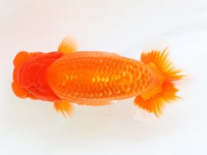 下関観魚会　東大関　梅山典雄　下関