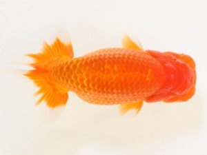 下関観魚会　西大関　湯浅正徳　鳥栖みやき