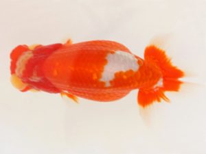 下関観魚会　東取締　湯浅正徳　鳥栖みやき