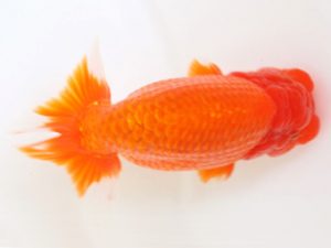 下関観魚会　東大関　森脇文明　福岡