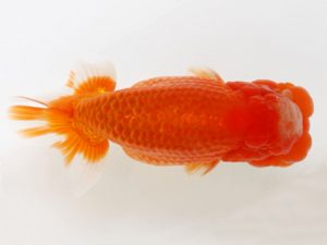 下関観魚会　西大関　湯浅正徳　鳥栖みやき