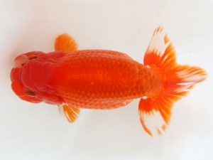 下関観魚会　立行司　森脇文明　福岡