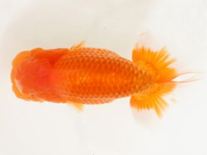 下関観魚会　東取締　三苫健太郎　フリー