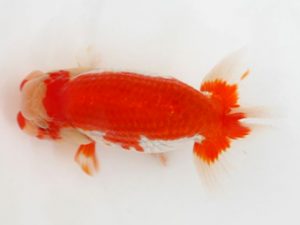 下関観魚会　西取締　赤嶺仲治　大分東鱗会