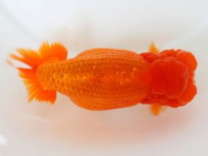 下関観魚会　東大関　金子博昭　下関