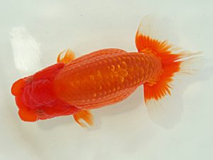 静岡らんちう同好会　東大関　塚本睦美　島田市