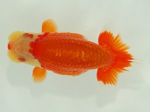 静岡らんちう同好会　西大関　松本芳夫　静岡市