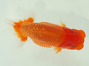 静岡らんちう同好会　立行司　石田道夫　焼津市