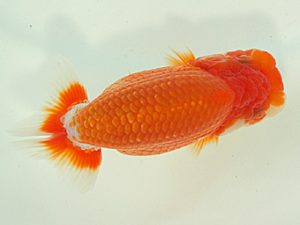 静岡らんちう同好会　西取締　花島利明　磐田市