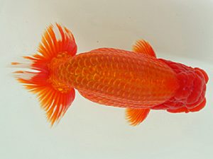 静岡らんちう同好会　東大関　青木和久　静岡市