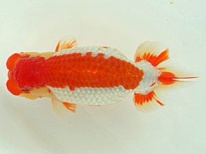 静岡らんちう同好会　西大関　鈴木正義　静岡市