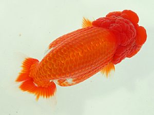 静岡らんちう同好会　東取締　金田　明　静岡市