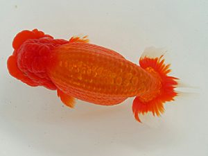 静岡らんちう同好会　西取締　鈴木正義　静岡市