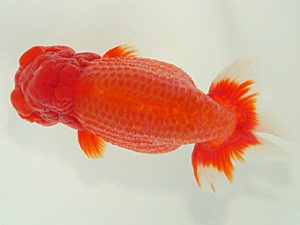 静岡らんちう同好会　東大関　曽根　修　島田市