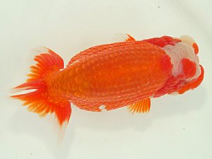 静岡らんちう同好会　西大関　猪尾正紀　兵庫県